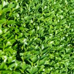 groene haag
